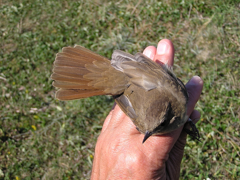 Thrush Nightingale, Sundre 20080731